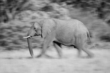 Wall Mural - Mono slow pan of striding African elephant