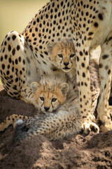 Wall Mural - Two cubs lie on mound under cheetah