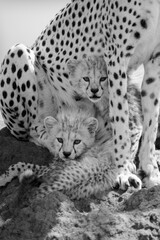 Wall Mural - Mono cubs lie on mound under cheetah