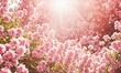 Sunlight summer vibe pink tint colors, pink flowers background, summer postcard