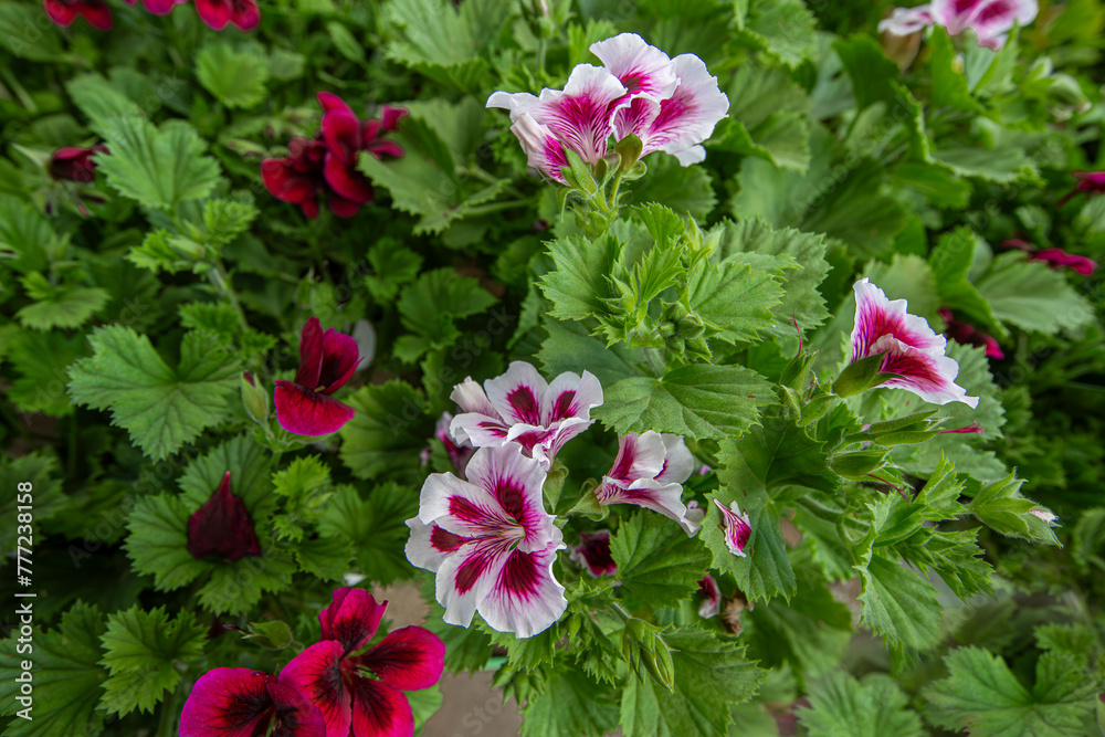 Pelargonium domesticum.White and purple blooming geraniums.Geranium ...