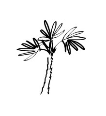 Poster - A simple black line drawing of a palm tree on a white background, illustrating a tropical concept