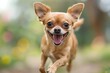 A small chihuahua dog runs happily ahead