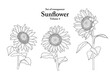 A series of isolated flower in cute hand drawn style. Sunflower in black outline on transparent background. Drawing of floral elements for coloring book or fragrance design. Volume 4.