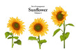 A series of isolated flower in cute hand drawn style. Sunflower in vivid colors on transparent background. Drawing of floral elements for coloring book or fragrance design. Volume 4.