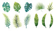 Cartoon set of green tropical leaves of palm tree, monstera, banana, croton, ferns. Vector design elements on white background for games, prints, templates