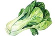 Bok Choy, A cruciferous vegetable high in vitamins A, C, and K, super food conception, watercolor illustration
