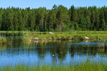 Wall Mural - Summer view cross the water of a small lake in Sweden