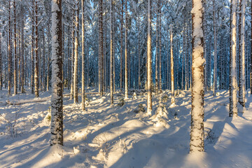 Wall Mural - Sunlight on a pine and fir forest covered in snow