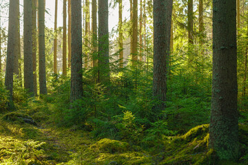 Wall Mural - Beautiful fir tree forest in Sweden