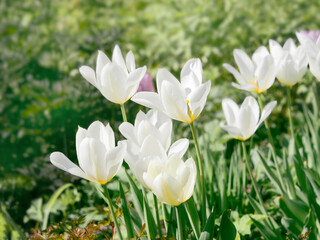 Wall Mural - White lily tulips blooming in a park, decorative spring flowers, sunny day, closeup floral background