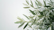 Olive branches on a white background