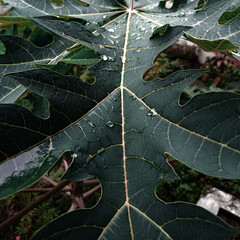 dark moody green wet papaya leaf, wet green papaya leaves look fresh after rain, papaya leaves with blur background