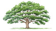 Oak Tree remove background tree, watercolor, isolated white background