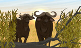 Fototapeta Dinusie - A pair of African buffalos walk along the dry savannah. Thickets of bushes and branches of a fallen tree floor the hot sun. Realistic vector landscape