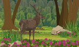 Fototapeta Dinusie - A large male red deer stands in the summer forest. Realistic vector landscape