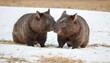 A-Pair-Of-Wombats-Playing-In-A-Field-Of-Snow-