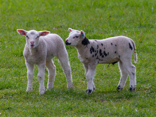 Wall Mural - Lambs 