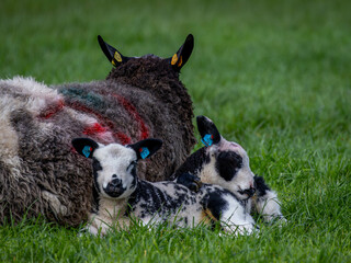 Canvas Print - Lambs resting with mother