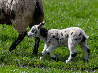 Canvas Print - Lamb following mother