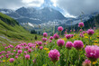 pink flowers in the mountain