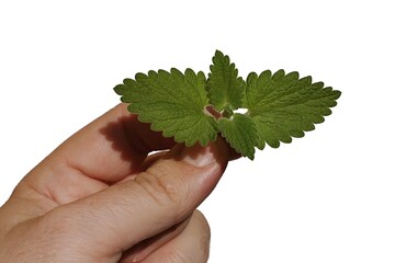 Tip of fresh Catnip plant leaves, latin name Nepeta Cataria, held in fingertips of adult male person, white background. 