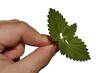 Fresh spring leaves of cat attracting Catnip plant, latin name Nepeta Cataria, held in fingertips (thumb and index finger) of adult person, white background. 