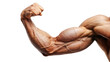 Muscular male torso isolated, displaying strength and power, featuring defined biceps, strong arms, and athletic physique