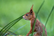 Squirrel between the green blades of grass