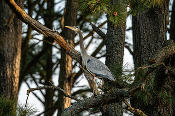 Canvas Print - Great Blue Heron in the tree