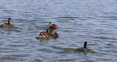 Wall Mural - a duck with small ducklings swims on the lake in the summer, young little ducklings with their mother duck on the lake