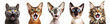 Muzzles of different breeds of cats with their mouths open in surprise.