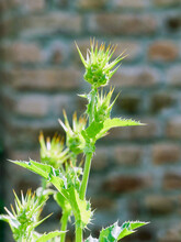 Newly Grown Green Thistle Thorn Flower