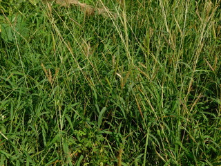 big green grass in the meadow