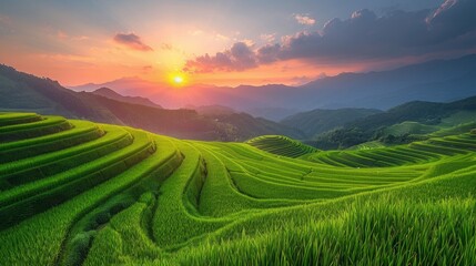 Wall Mural - Paddy rice field before harvest with sunrise background.