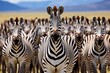Zebras with distinctive striped patterns in the african wilderness, showcasing their natural habitat