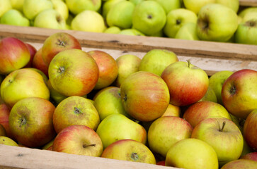 Close-up of fresh newly picked organic cultivated apples for sale at farmers market in autumn. 