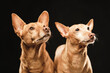 Two brown dogs hounds in a black background staring and looking off camera