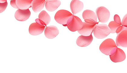 Wall Mural - pink flower petals isolated on transparent background cutout