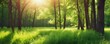 Panoramic view of green trees in forest or park with wild grass and sun beams. Beautiful summer spring natural background.