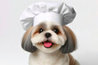 Cute Shih Tzu smiling wearing a white chef's hat isolated on a solid white background