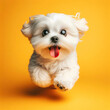 The cute Maltese runs with his tongue hanging out and big bulging eyes isolated on a color background