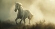   A white horse gallops through a tall-grass field on a foggy day, sun breaking through the clouds