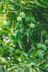 Mangoes on the tree