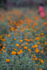 Wall Mural - Flower garden at Goverdan ecovillage, Maharashtra, India