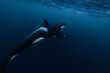 Orca (killer whale) mother and baby swimming in the dark blue waters near Tromso, Norway.