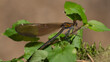 Gebänderte Prachtlibelle (Calopteryx splendens) sitzt auf Pflanze
