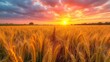   A sunset over a wheat field with a trail traversing its heart, leading to the setting sun