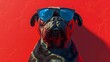 Bulldog in reflective sunglasses smirking on a bold red background