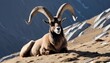 An-Ibex-With-Its-Fur-Providing-Insulation-Against- 2
